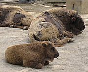 Bison bonasus